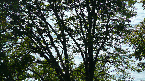 Image:Lake-Michigan-through-the-trees--August2008--byDanielJMcKeown.jpg