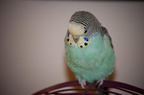 belle the parakeet